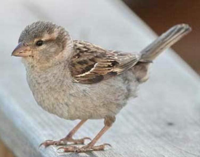 LITTLE BIRD