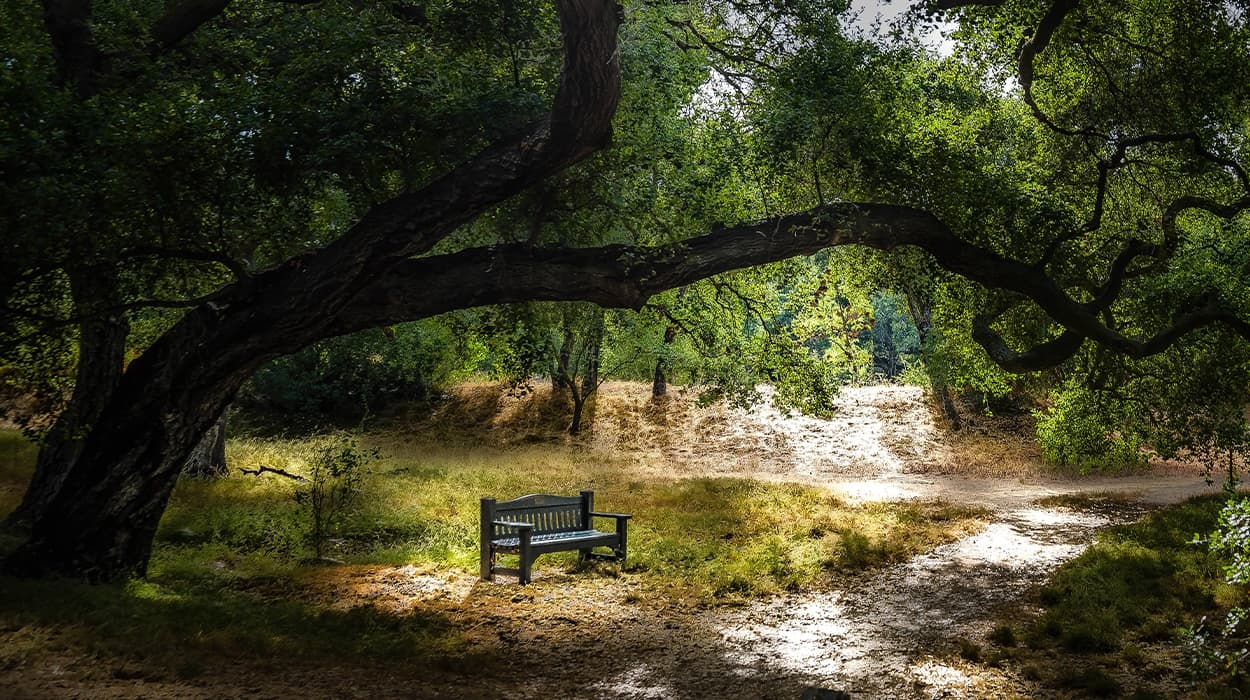 A Tree's Quarantine